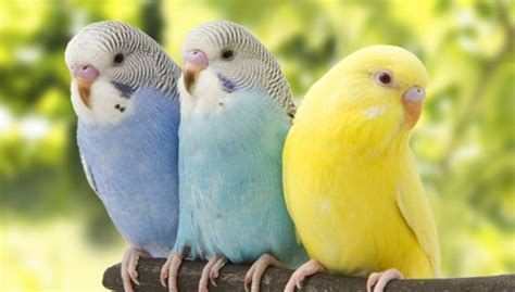 10 Cheapest Pet Birds - The Most Affordable Options for Beginners