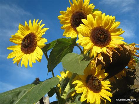 Summer Flowers in India