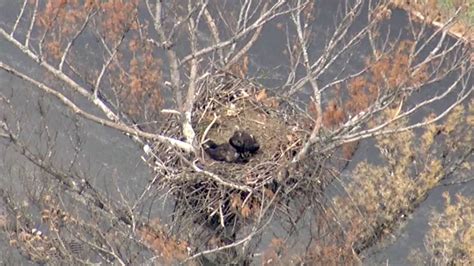 Eagles' nest spotted in western suburbs - ABC7 Chicago