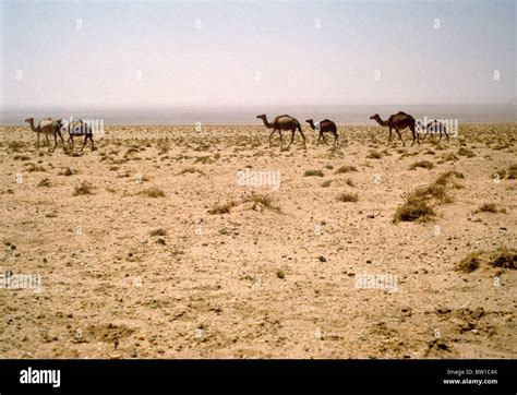 Saudi Arabia Wild Camels Stock Photo - Alamy