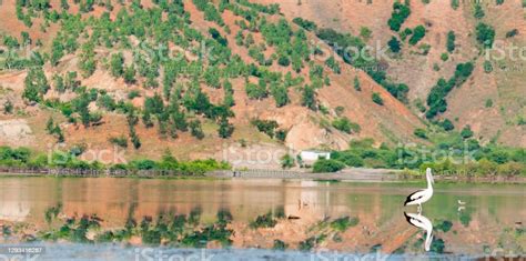 A Lonely Bird On The Lake Dili Timor Leste Stock Photo - Download Image Now - Animal Migration ...