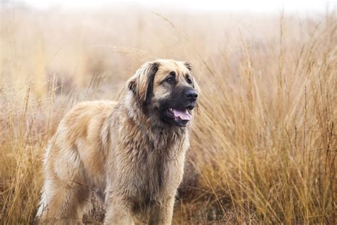 Leonberger (Leo): Full Profile, History, and Care