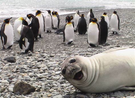 10+ Of The Funniest Animal Photobombs Ever | Bored Panda