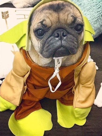 Shrek Pug! | Bulldog halloween costumes, Dog halloween, Dog halloween ...