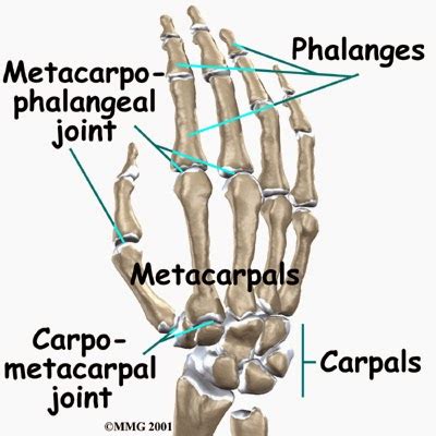 Back to Health Wellness Centre : Metacarpophalangeal Joint (MCP)