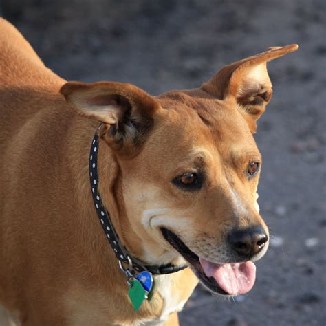 Brown Dog with Perky Ears – Photos Public Domain