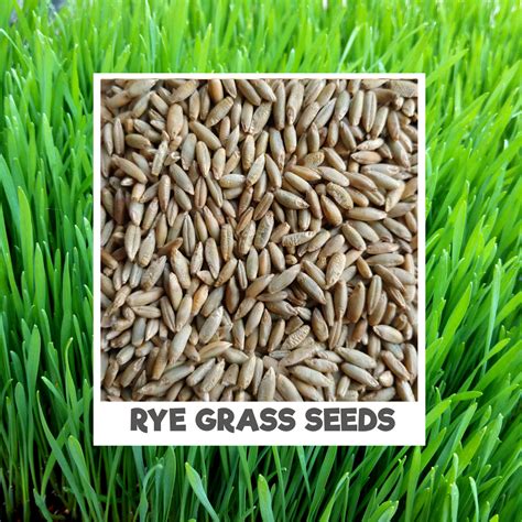 Grass Seeds And Pets at Kari Mendez blog