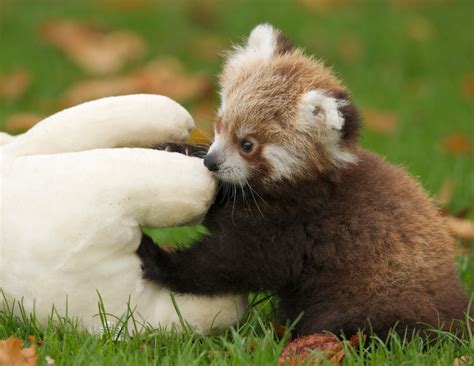 Fota Wildlife Park Unveils Baby Red Panda