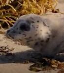 Baby Seal Voice - Rescue Dogs (Movie) - Behind The Voice Actors