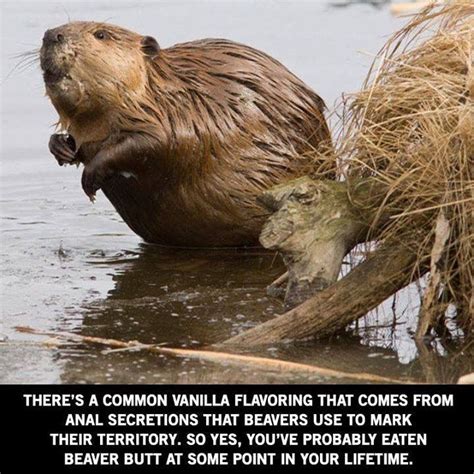 there's a common vanilla flavoring that comes from animal sections that beavers use to mark ...