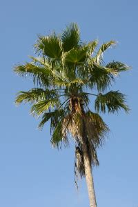 Florida State Tree – Sabal Palm – 50States.com – 50states