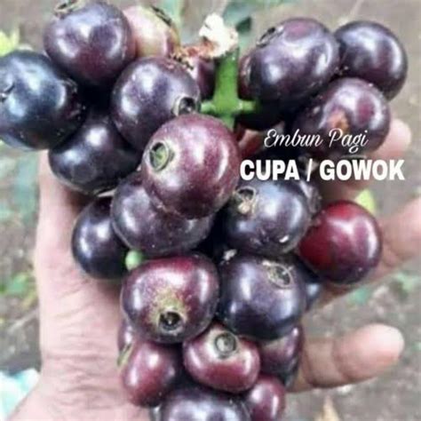 Jual BUAH GOWOK SEGAR / BUAH LOBI LOBI / BUAH KUPA LANGKA | Shopee Indonesia