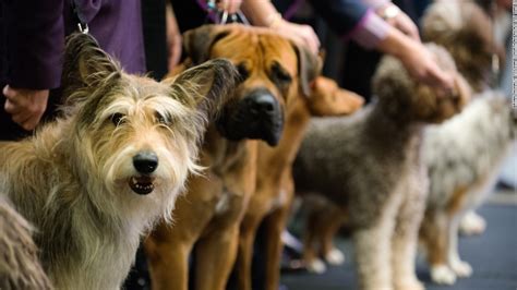 The new dogs in the Westminster club