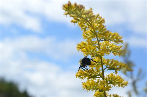 Red-belted bumble bee | Rindge, NH | Rachael Bonoan | Flickr