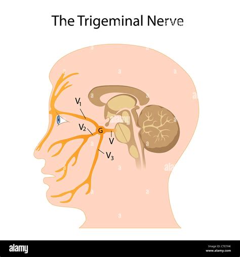 Trigeminal And Facial Nerve Anatomy