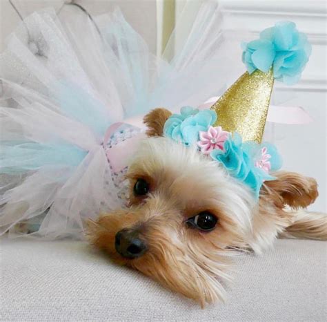 Birthday Dog Outfit Cat Birthday Mint and Pink Dog Dress | Etsy