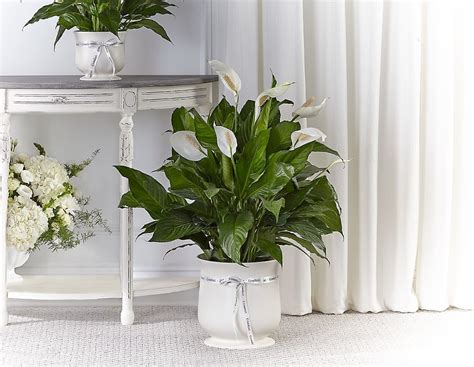 FTD® Large Comfort Planter in Eureka, MO | St. John Eureka Florist & Gifts