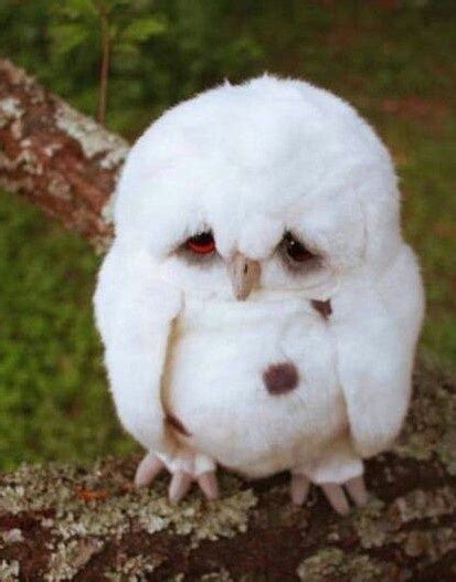 Sad baby owl Blank Template - Imgflip