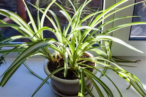 Spider Plant Care: Proven Techniques for Growing Healthy and Happy ...