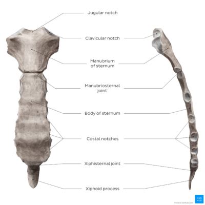 Xiphoid Process Lump