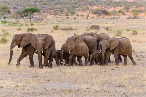 African Elephant herd stock photo. Image of gregarious - 200322910