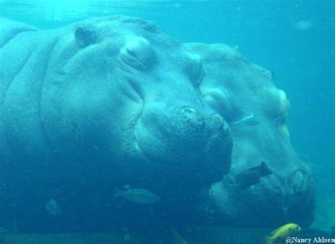 Nile Hippopotamus at Animal Kingdom - AllEars.Net