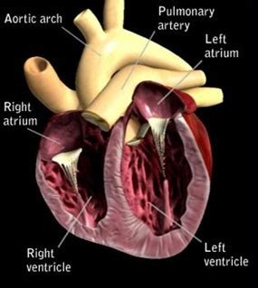 Canine Heart Disease - Cardiac Illness in Dogs