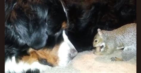 Nut job! Pet squirrel tries to hide treats in dog's fur coat