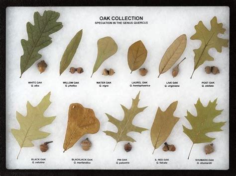 Oak Collection Leaf and Seed Display - Oak Leaf Display | Tree leaf identification, Oak leaf ...