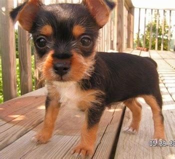 Chorkie Dog Breed Information and Pictures