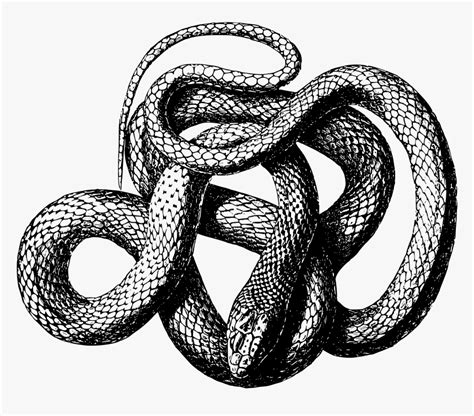 Viper Snake Png - Snake Transparent Black And White, Png Download , Transparent Png Image - PNGitem