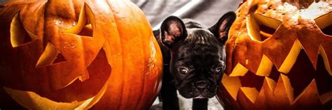 French Bulldog Halloween Decor - Top 5