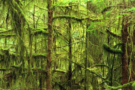 Moss-covered Trees Photograph by Corey Hochachka