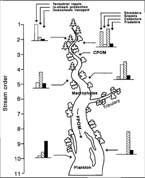 Diagram of the river-continuum concept depicting a river channel and... | Download Scientific ...