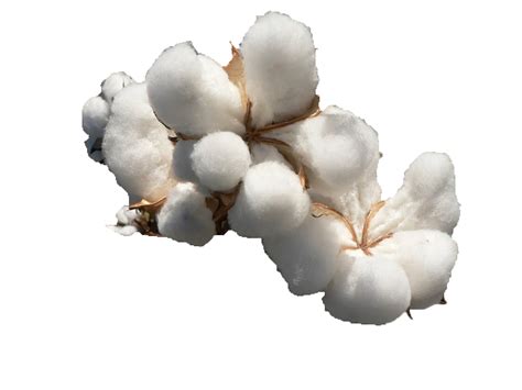 Cotton PNG Transparent Images - PNG All