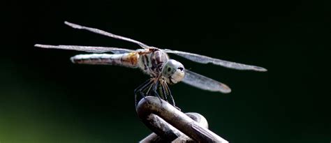 Free Images : wing, insect, macro, invertebrate, close up, illustration, veins, wings, dragonfly ...