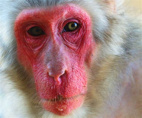 Red Face Monkey | Flickr - Photo Sharing!