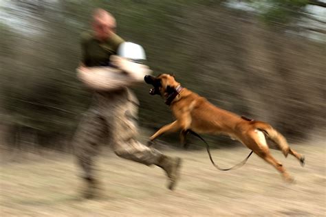 Training for military working dogs