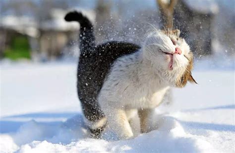 Funny Animals Vs Snow (40 Pics) - Pauznet