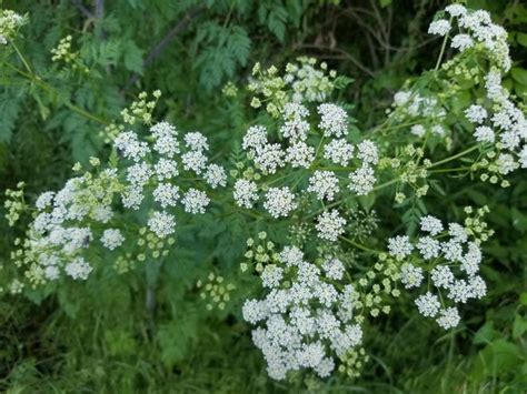 Poison hemlock is a deadly weed that is common along Tri-State roads