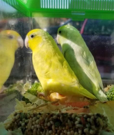 CrazyBirdLadies Parrotlets - Parrotlets for Sale, Breeder, Parrotlet Parrotlets For Sale ...