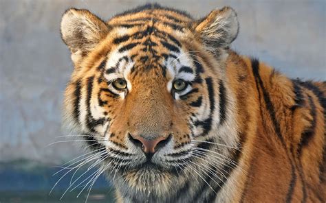 Tiger Face Close Up HD Wallpapers - Wallpaper Cave