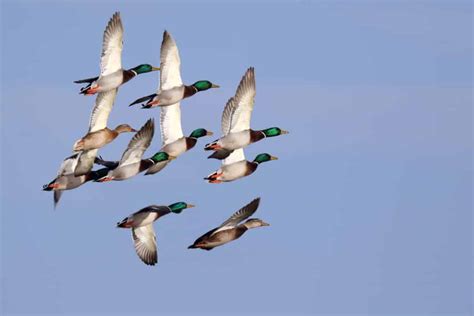 Duck Hunting Season in Arkansas: Season Dates, Bag Limits and More - A ...