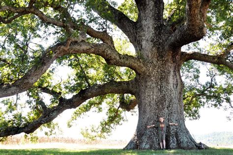 White Oak Tree Wallpapers - Wallpaper Cave