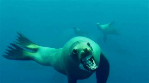 Sea lion attack in Santa Barbara caught on camera - ABC7 Los Angeles