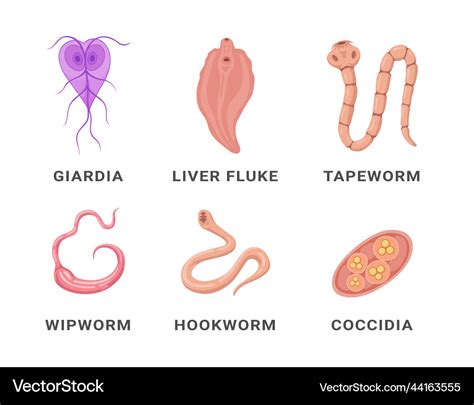 Human intestinal parasites set infographic scheme Vector Image