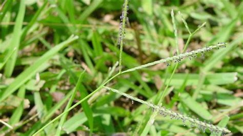 Carpetgrass | NC State Extension Publications