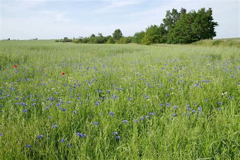 Ecosystem, Prairie, Field, Grassland Picture. Image: 112592295