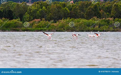 Flamingos in the Beach of Chia, Sardinia Stock Image - Image of life, flight: 41079819