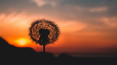 Dandelion flower silhouette in the sunset wallpaper - backiee